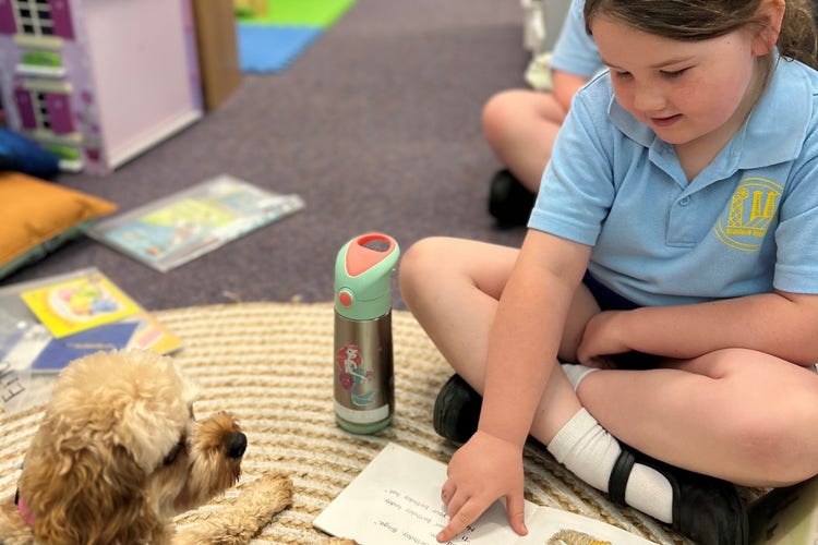 Our school Therapy Dog Miss Maggie listening to a student read.